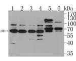 AMH Antibody in Western Blot (WB)