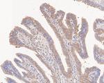 TNFR1 Antibody in Immunohistochemistry (Paraffin) (IHC (P))