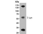 Lyn Antibody in Western Blot (WB)