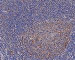 ERAB Antibody in Immunohistochemistry (Paraffin) (IHC (P))