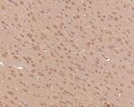 ASIC4 Antibody in Immunohistochemistry (Paraffin) (IHC (P))