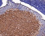 ASIC4 Antibody in Immunohistochemistry (Paraffin) (IHC (P))