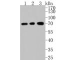 ASIC4 Antibody in Western Blot (WB)