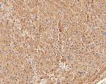 COX5B Antibody in Immunohistochemistry (Paraffin) (IHC (P))