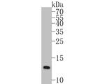 COX5B Antibody in Western Blot (WB)