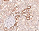 STAM Antibody in Immunohistochemistry (Paraffin) (IHC (P))