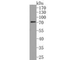 STAM Antibody in Western Blot (WB)