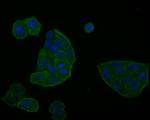 Glypican 5 Antibody in Immunocytochemistry (ICC/IF)