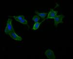 Glypican 5 Antibody in Immunocytochemistry (ICC/IF)