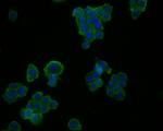 Glypican 5 Antibody in Immunocytochemistry (ICC/IF)