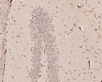 Glypican 5 Antibody in Immunohistochemistry (Paraffin) (IHC (P))