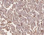 Glypican 5 Antibody in Immunohistochemistry (Paraffin) (IHC (P))