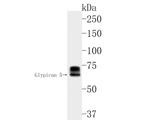 Glypican 5 Antibody in Western Blot (WB)