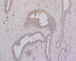 MAP2 Antibody in Immunohistochemistry (Paraffin) (IHC (P))