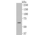 MAP2 Antibody in Western Blot (WB)