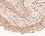 ZFHX3 Antibody in Immunohistochemistry (Paraffin) (IHC (P))