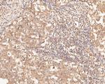 ZFHX3 Antibody in Immunohistochemistry (Paraffin) (IHC (P))