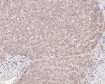 NDE1 Antibody in Immunohistochemistry (Paraffin) (IHC (P))