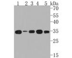 GOLPH3L Antibody in Western Blot (WB)