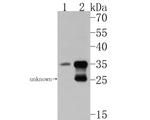 GOLPH3L Antibody in Western Blot (WB)