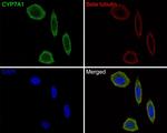 CYP7A1 Antibody in Immunocytochemistry (ICC/IF)