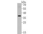 Uroplakin III Antibody in Western Blot (WB)