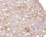 CLCNKB Antibody in Immunohistochemistry (Paraffin) (IHC (P))