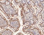 Kir7.1 (KCNJ13) Antibody in Immunohistochemistry (Paraffin) (IHC (P))