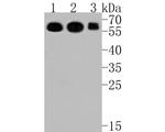 Kir7.1 (KCNJ13) Antibody in Western Blot (WB)