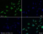 STRAP Antibody in Immunocytochemistry (ICC/IF)