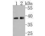 STRAP Antibody in Western Blot (WB)