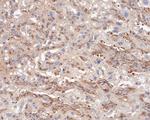 Endothelin 3 Antibody in Immunohistochemistry (Paraffin) (IHC (P))