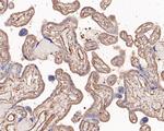 Endothelin 3 Antibody in Immunohistochemistry (Paraffin) (IHC (P))