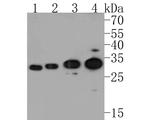 Endothelin 3 Antibody in Western Blot (WB)