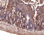 CLCN2 Antibody in Immunohistochemistry (Paraffin) (IHC (P))