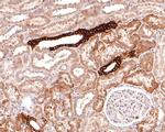 Aquaporin 3 Antibody in Immunohistochemistry (Paraffin) (IHC (P))