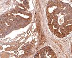 Aquaporin 3 Antibody in Immunohistochemistry (Paraffin) (IHC (P))