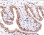 Aquaporin 3 Antibody in Immunohistochemistry (Paraffin) (IHC (P))