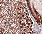 Aquaporin 3 Antibody in Immunohistochemistry (Paraffin) (IHC (P))