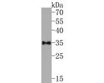 Aquaporin 3 Antibody in Western Blot (WB)