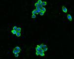 PYY Antibody in Immunocytochemistry (ICC/IF)