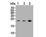 PYY Antibody in Western Blot (WB)