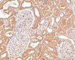 GNG4 Antibody in Immunohistochemistry (Paraffin) (IHC (P))