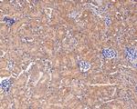 GNG4 Antibody in Immunohistochemistry (Paraffin) (IHC (P))