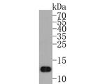 GNG4 Antibody in Western Blot (WB)