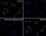 FARS2 Antibody in Immunocytochemistry (ICC/IF)