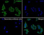 FARS2 Antibody in Immunocytochemistry (ICC/IF)