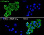 PDE6A Antibody in Immunocytochemistry (ICC/IF)