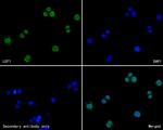 LEF1 Antibody in Immunocytochemistry (ICC/IF)