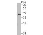 LEF1 Antibody in Western Blot (WB)